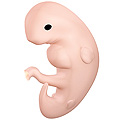 Human_embryo_-_6_weeks