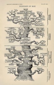 568px-Tree_of_life_by_Haeckel